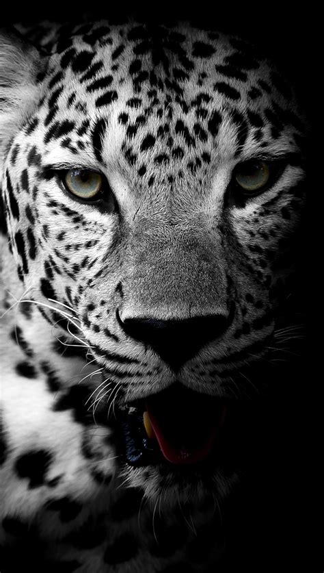 Leopardo en Blanco y Negro Fondo de pantalla 5k HD ID:3455
