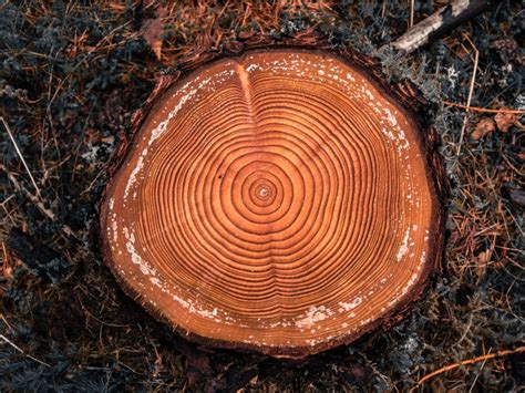 How Long Do Trees Live - Learn About The Average Age Of Trees - lifespan of trees