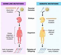 Image result for mutations