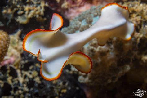 Marine Flatworms-Facts-Photographs and Video | Seaunseen