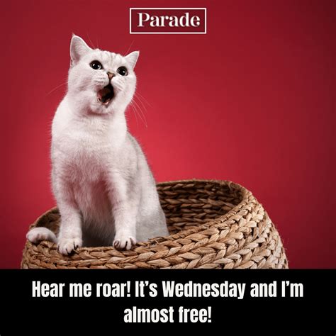 35 Hump Day Memes To Laugh Through Wednesday - Parade