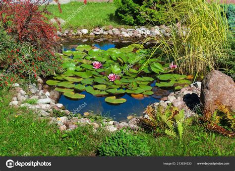 Beautiful Garden Pond Water Lily Leaves — Stock Photo © Katkov #213634530