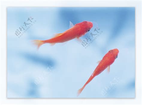 水里的红金鱼图片素材-编号26354732-图行天下