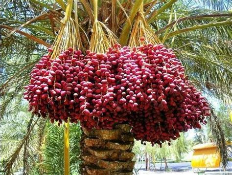 Date Palm Tree Manufacturer, Supplier from Seoni