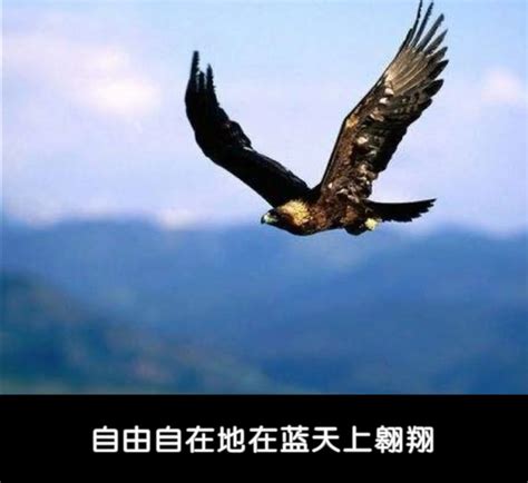 江苏发现8只“猴面鹰”，懂得计划生育，为护幼崽，敢跟老鹰单挑 - 知乎