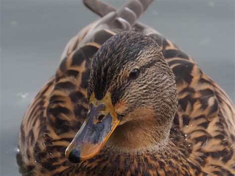 Birding with an E‑M10 Mark IV + Oly 100-400 : r/M43