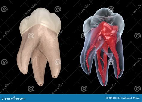Dental Root Anatomy - First Maxillary Molar Tooth. Medically Accurate ...
