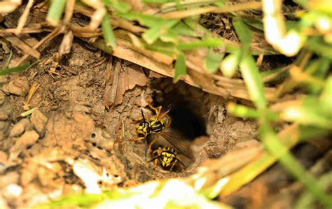 How To Eliminate Yellow Jackets In The Ground | Storables