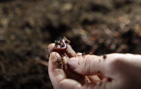 Arizona Worm Farm turns food waste into fertilizer