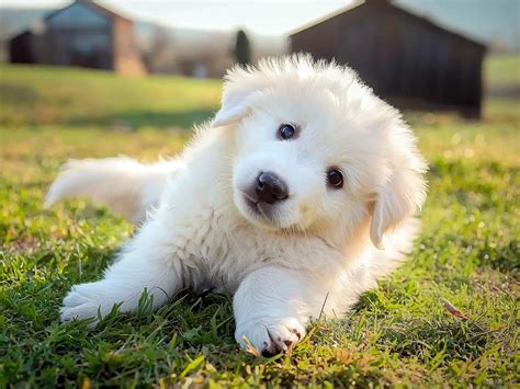 Maremma Sheepdog: The Loyal and Protective Italian Guardian