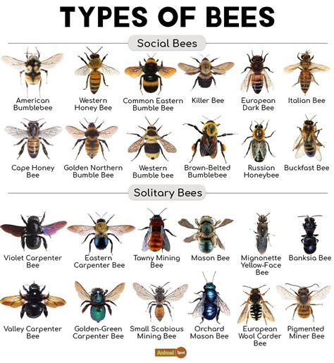 Pin by Luna P. on Animals | Bee facts, Types of bees, Bugs and insects