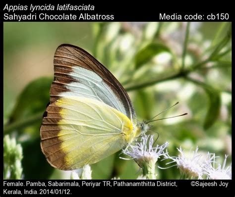 Appias lyncida | Butterfly