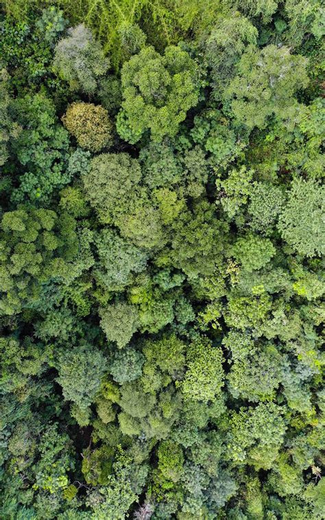 Download wallpaper 800x1280 forest, trees, aerial view, green samsung ...