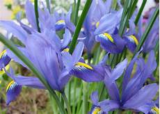 iris fiore immagini iris iris iridaceae iris fiore immagini iris iris iridaceae