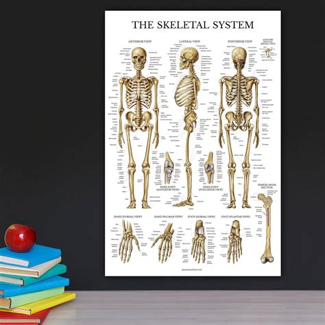 Buy Skeletal System Anatomical Chart - LAMINATED - Human Skeleton ...