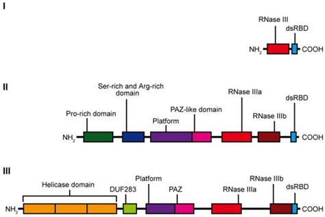 Genetic Insight into the Domain Structure and Functions of Dicer-Type ...