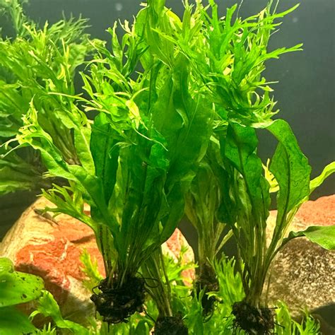 Image result for Windelov Java Fern