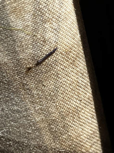 tiny black worms on skin after swimming in creek in Georgia. parasitic ...