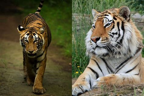 Bengal Vs Siberian