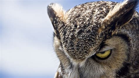 Best 15+ 4K Animals Wallpaper