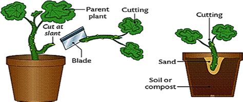 Reproduction in Plants | NMMS Key bits from Class 7 Science - National ...
