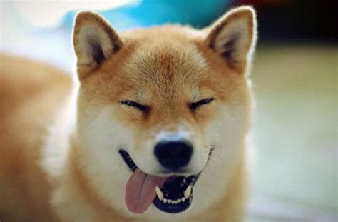 日本"微笑柴犬"获全球最幸福小狗称号--人民网四川频道--人民网