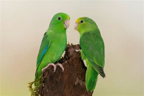 Parrot Age Expectancy: 7 Powerful Facts About How Long Parrots Live ...
