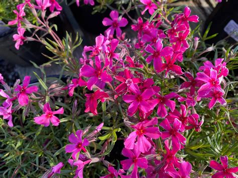 Phlox Creeping Varieties