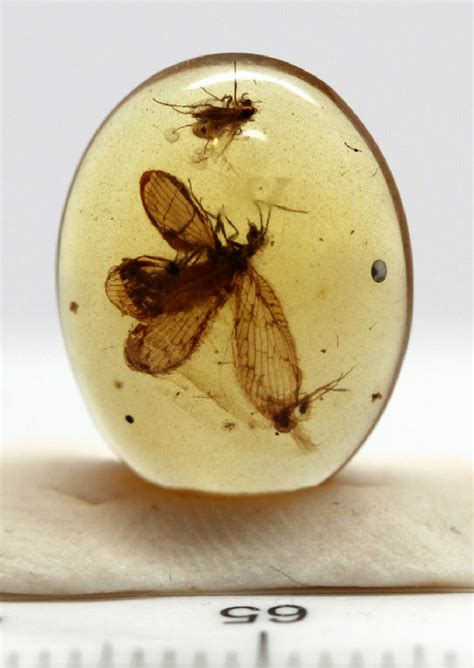 Dinosaur Fossils In Amber