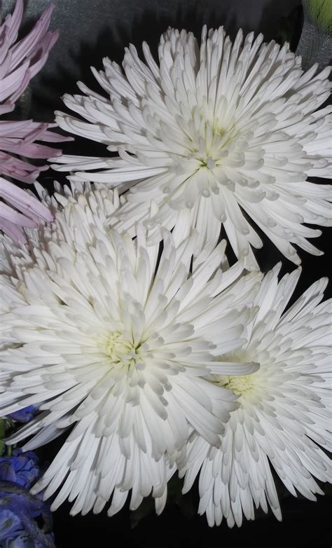 Spider Mums Plants For Sale at Jane Johns blog