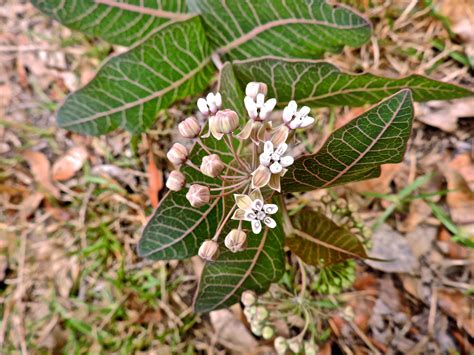 Save a monarch, plant a (native) milkweed! - UF/IFAS Extension Polk County
