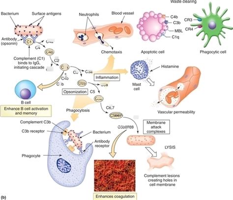 Immunology 的图像结果