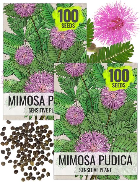 Amazon.com : Gaea's Blessing Seeds - Sensitive Plant Seeds - with Easy ...