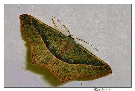go2india.in : Variety of colours on butterfly (moth) macro