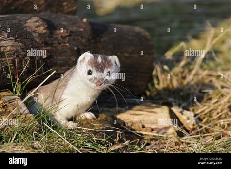 Image result for JavaScript Symbol Text
