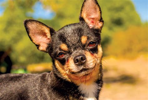 The 15 Smallest Dog Breeds - Modern Dog Magazine