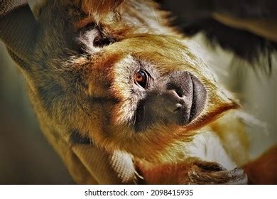 45 Howler Monkey Screaming Royalty-Free Images, Stock Photos & Pictures ...