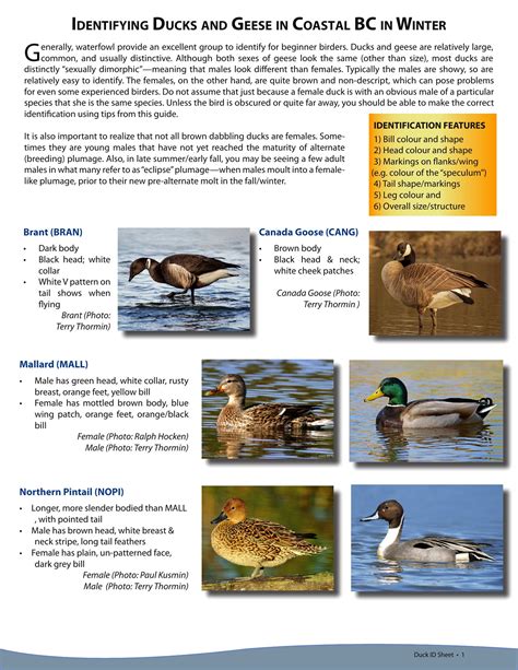 Duck Identification Charts - Template Sp...: Premium Template ...