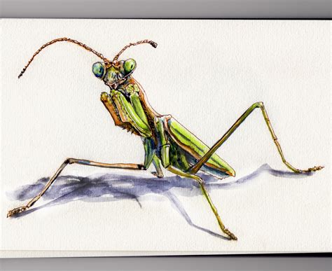 Doodlewash® - Watercolor Painting & Sketching | Praying mantis, Insect ...