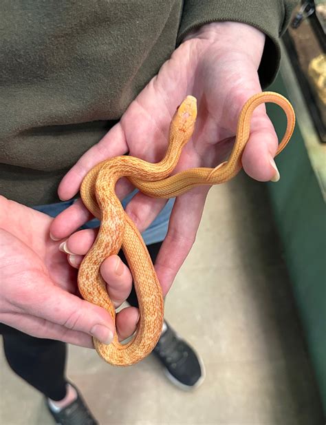 Elaphe carinata 'King Rat Snake' Albino male #6-King rat sna