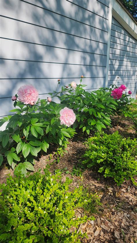 Deer resistant peonies : r/gardening