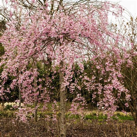 Pink Weeping Cherry Tree Japanese Cherry Blossom (Prunus Serrulata)