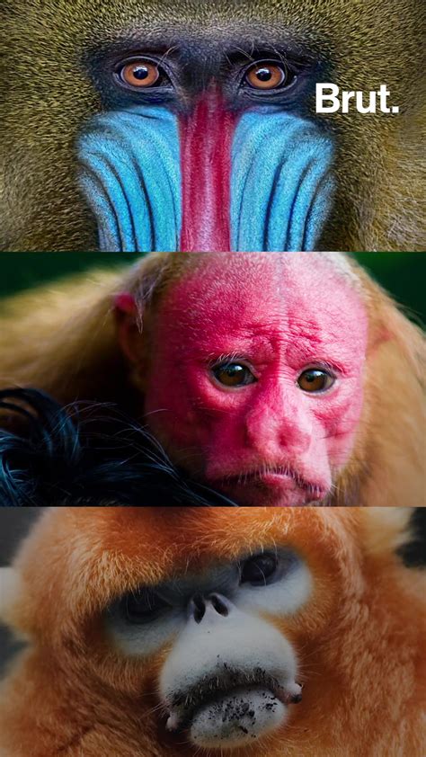 Red And Blue Faced Monkey