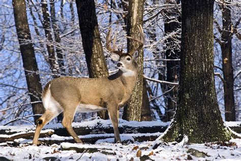 Deer Hunting Virginia's Late Season | Virginia DWR
