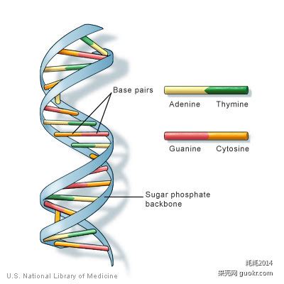 简述DNA的复制过程。