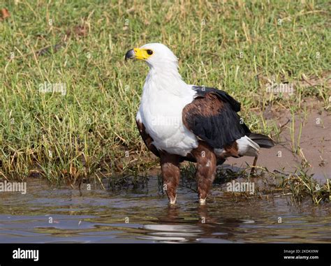 African Fish Eagle drinking, close up; , Haliaeetus vocifer, Chobe ...