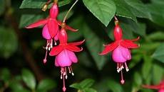 fucsia fiori fucsia piante annuali fucsia caratteristiche fucsia fiori fucsia piante annuali fucsia caratteristiche
