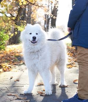 The Endearing Samoyed Dog: A Comprehensive Guide