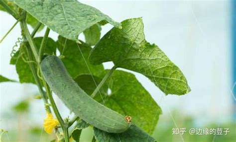 丝瓜的种植方法和技术，种植多久可以上市-农百科