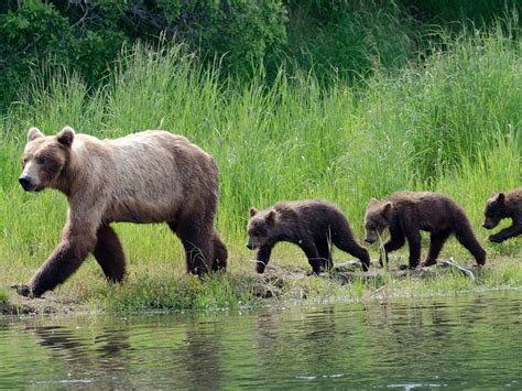 Grizzly Bear Newborn Cubs